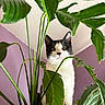 cat, plant, green_leaves, potted_plant, indoor, purple_wall, black_and_white_cat, curious, pet, feline, houseplant, leaf, nature_indoor, close_up, animal, cute, eyes, looking, flora, container