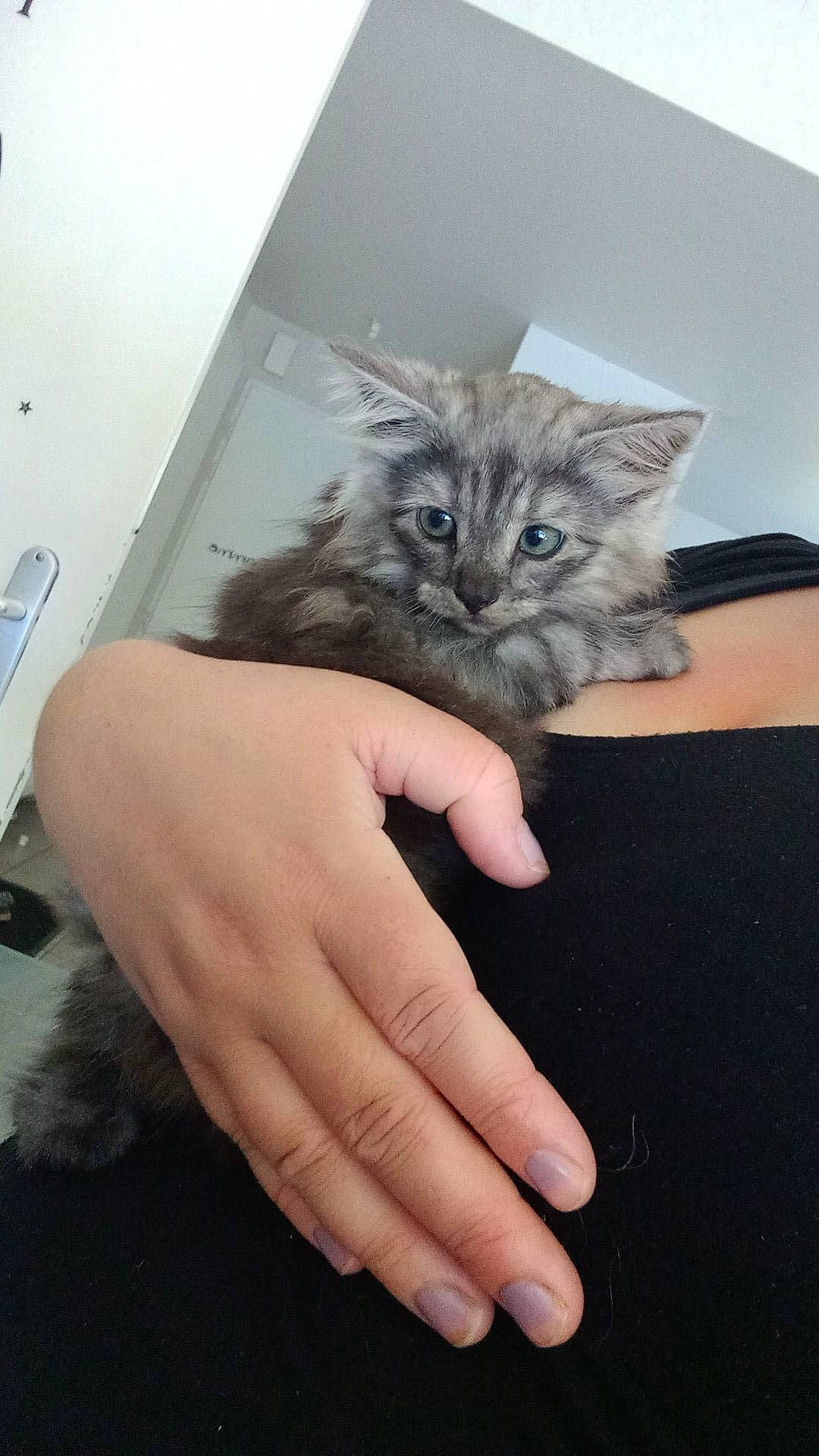 Mango participe au concours pour gagner de l'argent avec cette photo : carnivore, cat, claw, couch, domestic_short_haired_cat, felidae, finger, fur, gesture, hand, nail, paw, plant, sleeve, small_to_medium_sized_cats, tail, thumb, whiskers, wrist