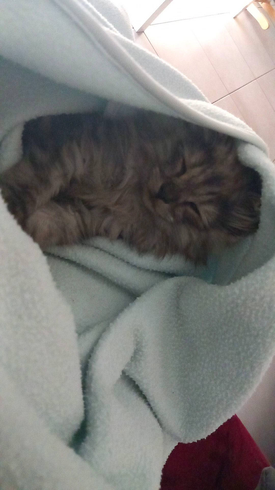 Mango participe au concours pour gagner de l'argent avec cette photo : bed, bed_sheet, bedding, carnivore, cat, cat_bed, comfort, domestic_short_haired_cat, fawn, felidae, fur, grey, linens, mattress, nap, paw, small_to_medium_sized_cats, tail, vertebrate, whiskers