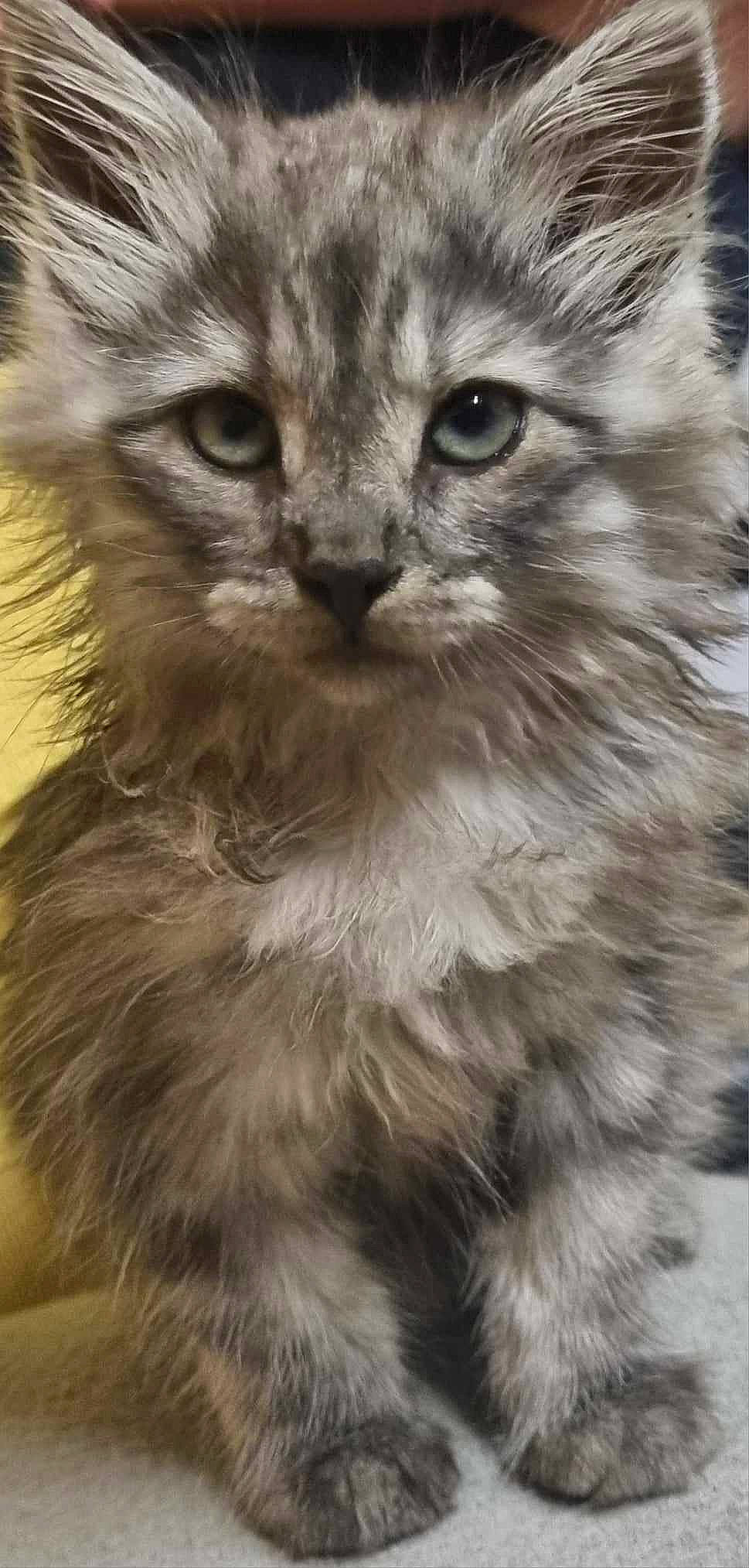 Mango a rejoint le concours — aidez-le/la à gagner de superbes lots ! british_longhair, carnivore, cat, claw, close_up, event, eye, felidae, fur, paw, plant, selkirk_rex, small_to_medium_sized_cats, snout, terrestrial_animal, whiskers, wildlife