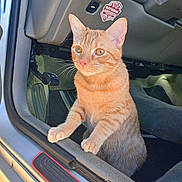 Tigga joined the competition — help win amazing prizes! cat, orange_tabby, car_interior, dashboard, car_door, vehicle, pet, curious, paws, sitting, sticker, pedal, carpet, window, side_panel, animal, feline, indoor, closeup, alert