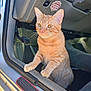 cat, orange_tabby, car_interior, dashboard, car_door, vehicle, pet, curious, paws, sitting, sticker, pedal, carpet, window, side_panel, animal, feline, indoor, closeup, alert