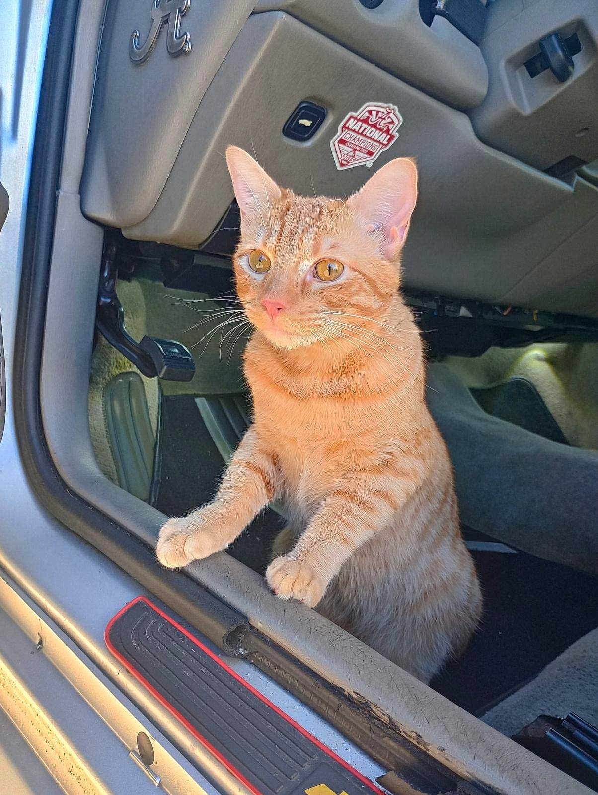 Tigga