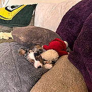 Reeses is registered to the contest to win money with this photo: puppy, sleeping, dog, couch, pillows, plush_toy, cozy, indoor, pet, fur, cute, animal, relaxing, home, soft, blanket, rest, comfort, small_dog, nap