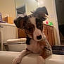 Reeses joined the competition — help win amazing prizes! puppy, dog, bathtub, bathroom, curious, pet, animal, fur, ears, white, brown, black, blue_eye, mixed_colors, wooden_cabinet, mirror, lighting, indoor, floor_mat, toilet