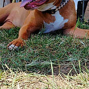 Vaya participe au concours pour gagner de l'argent avec cette photo : animal, brown_dog, canine, collar, dog, domestic_animal, garden, grass, grass_patch, happy, lawn, mammal, nature, outdoor, pet, relaxed, resting, smiling, sunlight, tongue_out