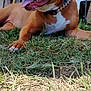 animal, brown_dog, canine, collar, dog, domestic_animal, garden, grass, grass_patch, happy, lawn, mammal, nature, outdoor, pet, relaxed, resting, smiling, sunlight, tongue_out