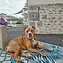 Vaya participe au concours pour gagner de l'argent avec cette photo : animal, backyard, brown, canine, car, daylight, dog, driveway, fence, flowers, garden, nature, outdoor, pattern, pet, relaxed, resting, rug, stone_wall, white