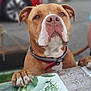 Vaya a rejoint le concours — aidez-le/la à gagner de superbes lots ! animal, blurred_background, brown_dog, calm, canine, closeup, collar, curious, daylight, dog, focus, leash, outdoor, paws, person_arm, pet, placemat, summer, table, white_markings