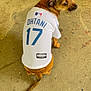 animal, apparel, baseball, brown_dog, canine, casual, clothing, concrete_floor, curious, dog, floor, fur, indoor, jersey, looking_back, pet, sitting, small_dog, sportswear, tail