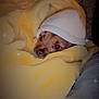 Lady is registered to the contest to win money with this photo: animal, blanket, brown_eyes, comfort, couch, cozy, cute, dog, fabric, fur, hat, indoors, pet, portrait, resting, small_dog, snuggled, soft, sparkle_effect, warm