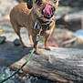 Lady joined the competition — help win amazing prizes! animal, brown_dog, canine, closeup, cute, dog, eyes, leash, licking, log, nature, outdoor, pet, playful, portrait, shallow_depth_of_field, summer, sunlight, tongue, water