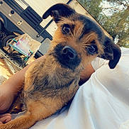 Lady is registered to the contest to win money with this photo: animal, black_fur, brown_fur, camper, camping, close_up, companionship, curious, dog, lap, nature, outdoor, person, pet, puppy, relaxation, sitting, sunlight, trees, white_clothing