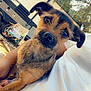 animal, black_fur, brown_fur, camper, camping, close_up, companionship, curious, dog, lap, nature, outdoor, person, pet, puppy, relaxation, sitting, sunlight, trees, white_clothing