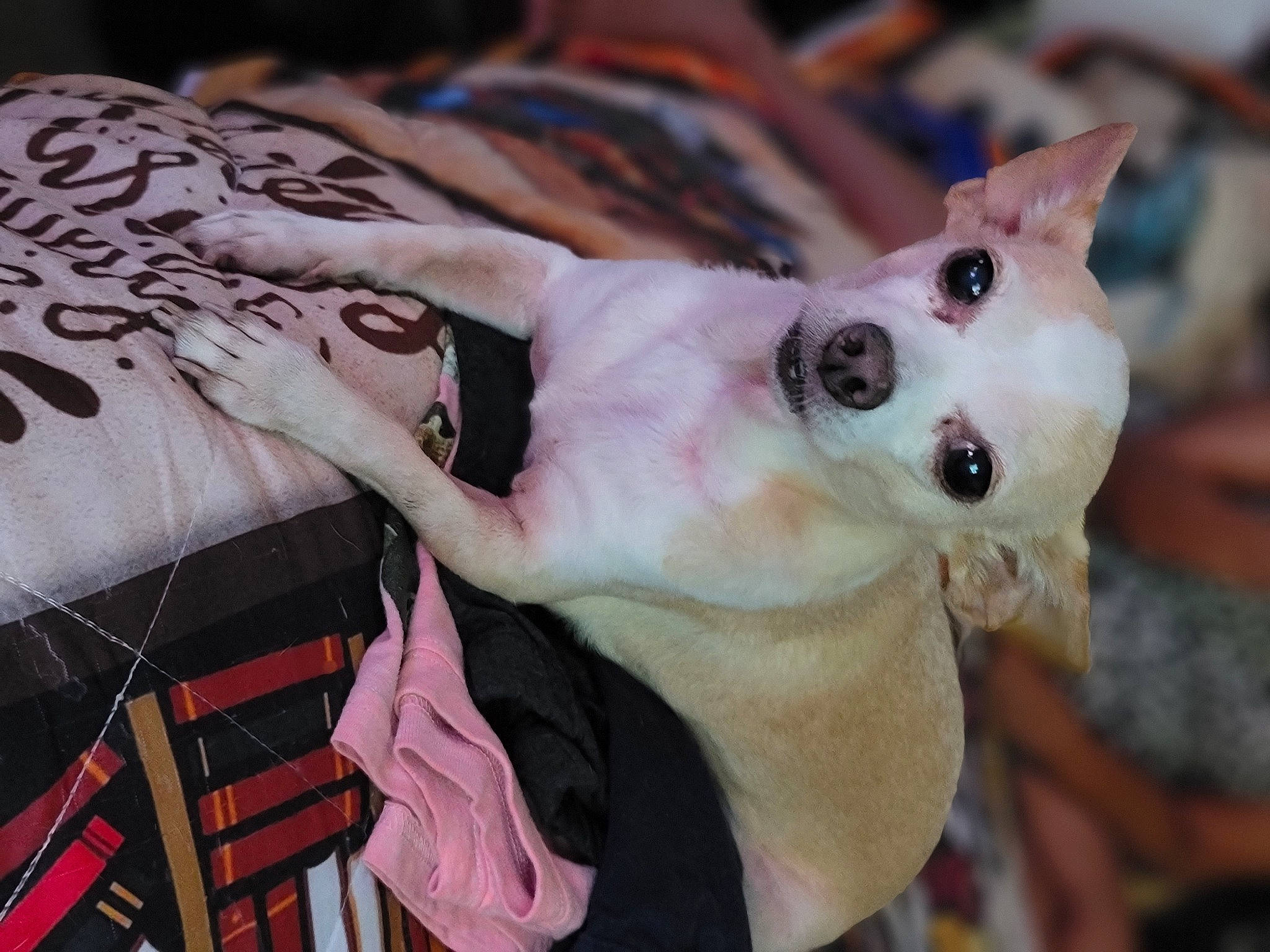 Java is registered to the contest to win money with this photo: canidae, carnivore, collar, companion_dog, dog, dog_breed, dog_collar, eyewear, fawn, fur, mammal, pink, small_to_medium_sized_cats, snout, sporting_group, sunglasses, toy_dog, vertebrate, whiskers, working_animal