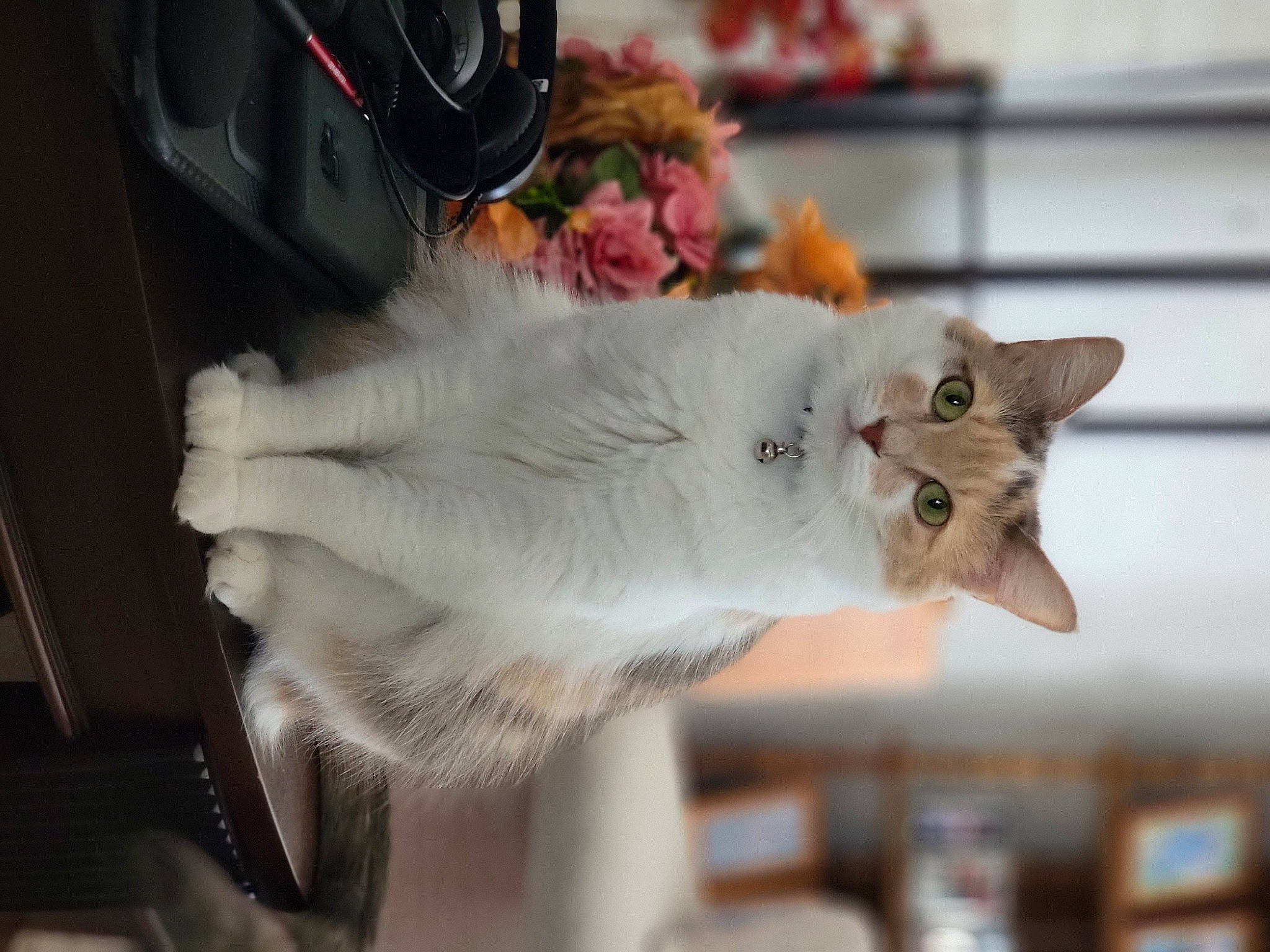 Callie is registered to the contest to win money with this photo: carnivore, cat, claw, domestic_short_haired_cat, fawn, felidae, fur, paw, small_to_medium_sized_cats, snout, tail, whiskers, wood