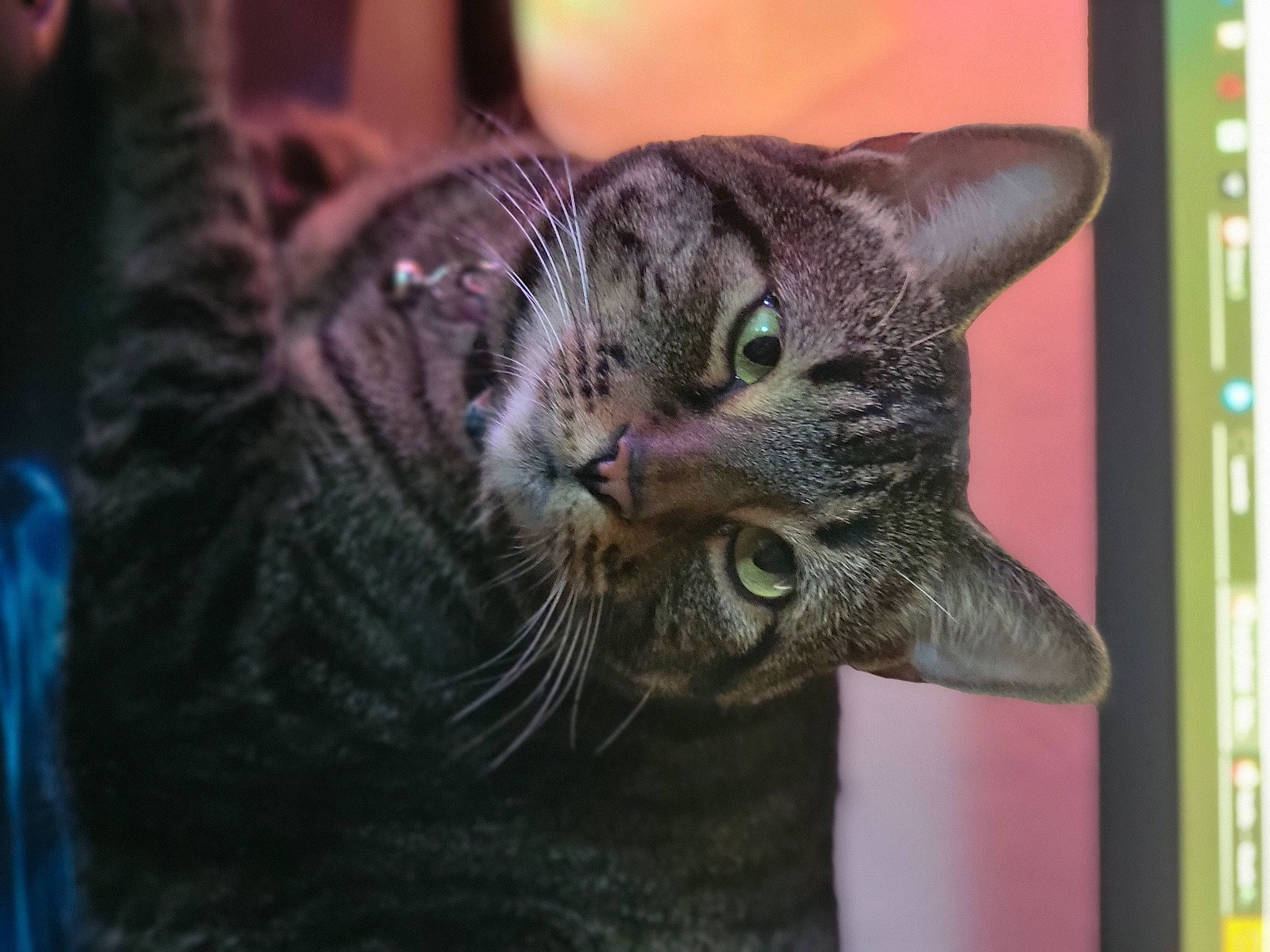 Addie joined the competition — help win amazing prizes! carnivore, cat, domestic_short_haired_cat, felidae, fur, grass, small_to_medium_sized_cats, snout, terrestrial_animal, whiskers, wildlife