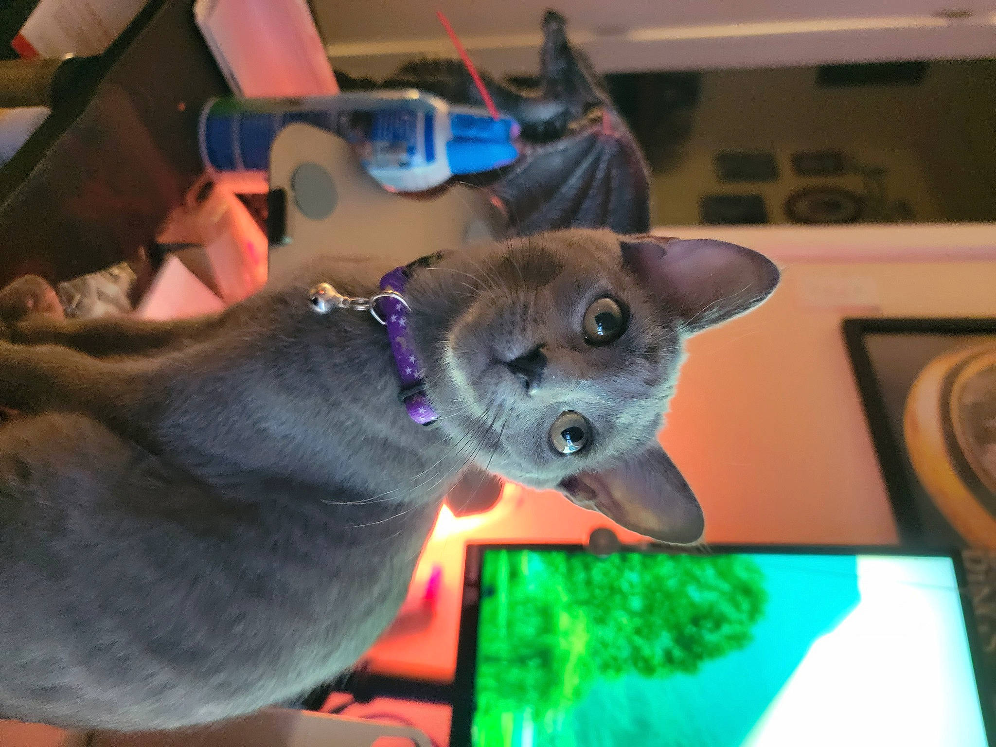 Winnie is registered to the contest to win money with this photo: blue, carnivore, cat, collar, dog_breed, domestic_short_haired_cat, ear, electric_blue, fawn, felidae, fur, green, picture_frame, small_to_medium_sized_cats, snout, tail, toy, whiskers, window