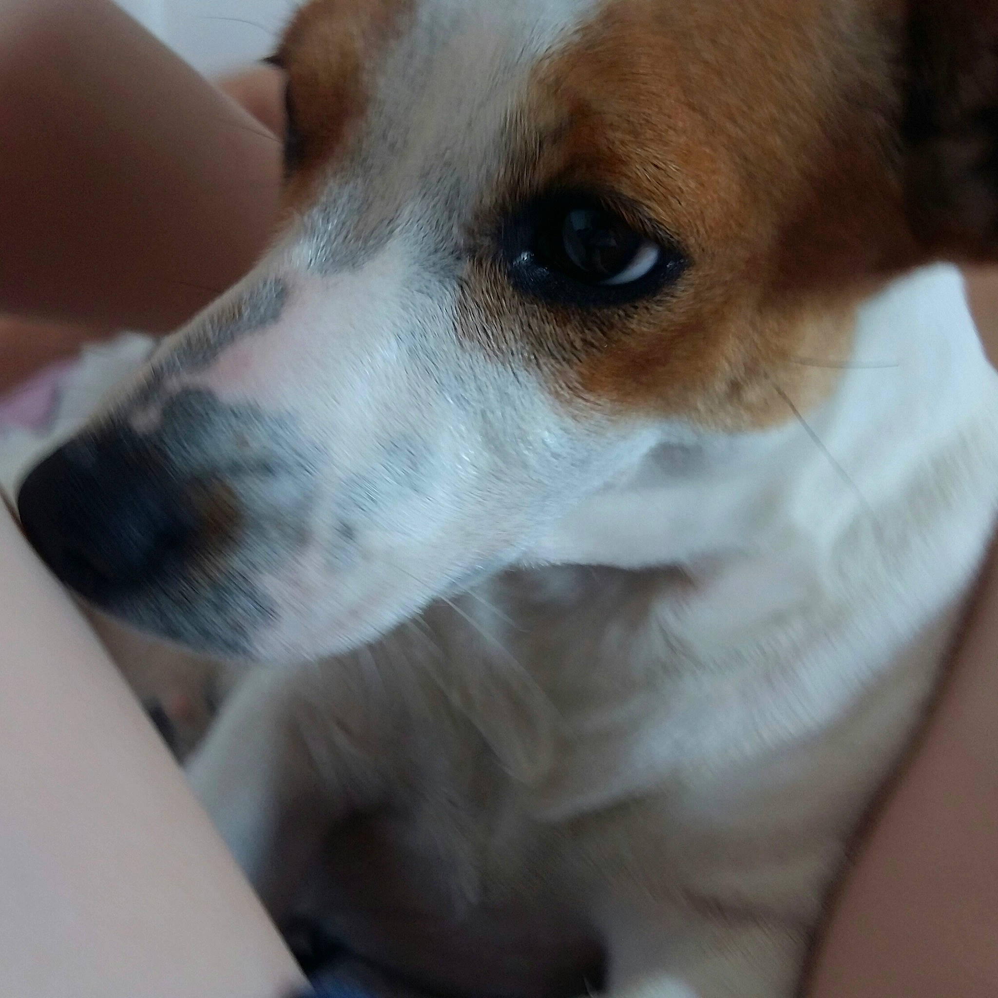 Mia a rejoint le concours — aidez-le/la à gagner de superbes lots ! canidae, carnivore, collar, companion_dog, dog, dog_breed, ear, fawn, fur, irishjacks, snout, sporting_group, street_dog, terrestrial_animal, whiskers, working_animal