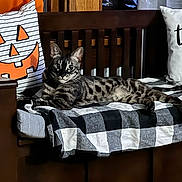 Dexter joined the competition — help win amazing prizes! cat, spotted_cat, bench, wooden_bench, blanket, checkered_blanket, pillow, jack_o_lantern_pillow, halloween, holiday_decor, indoor, furniture, resting_cat, striped_cat, tabby_cat, black_and_white, orange, cozy, relaxed, pets