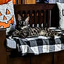 cat, spotted_cat, bench, wooden_bench, blanket, checkered_blanket, pillow, jack_o_lantern_pillow, halloween, holiday_decor, indoor, furniture, resting_cat, striped_cat, tabby_cat, black_and_white, orange, cozy, relaxed, pets