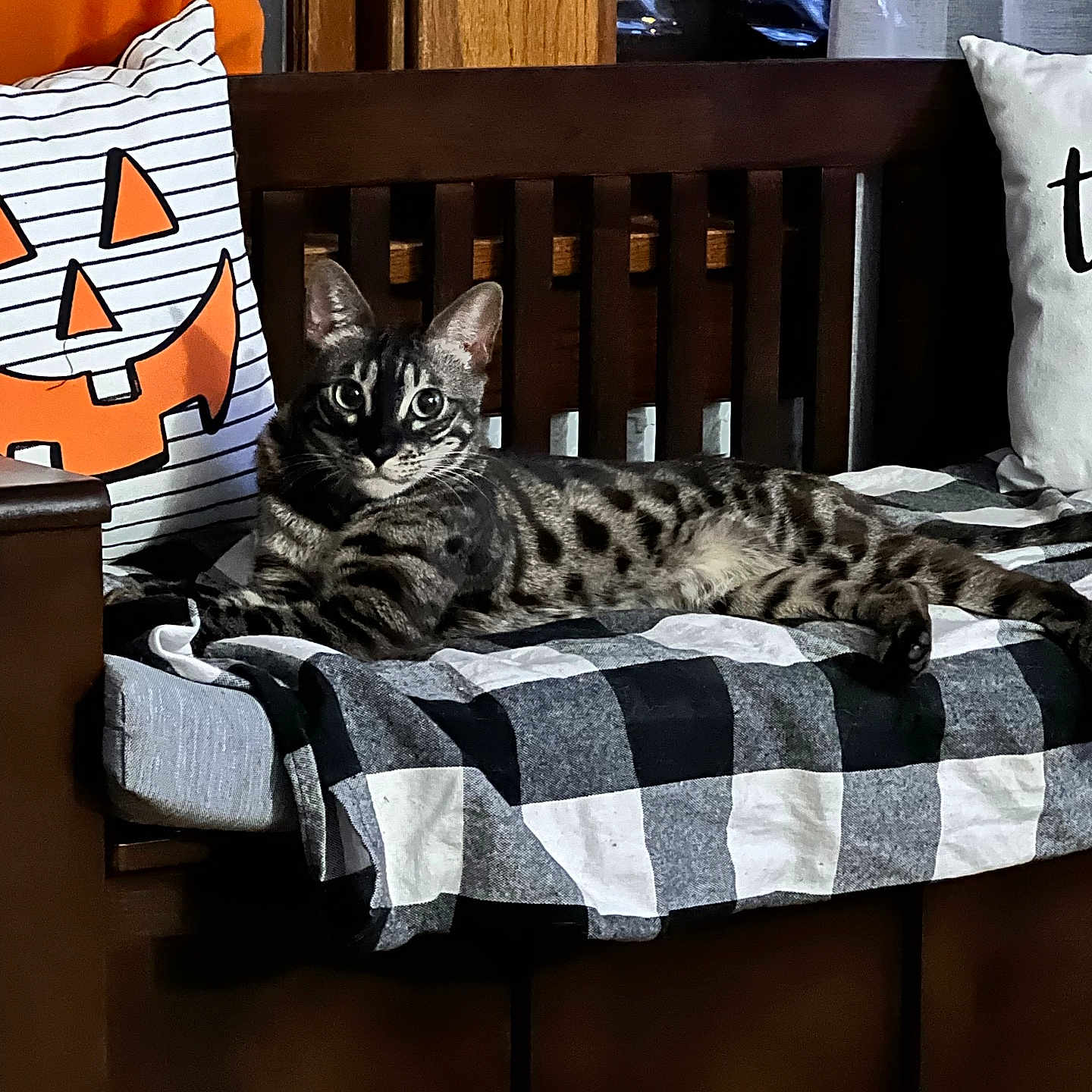 Dexter joined the competition — help win amazing prizes! bench, black_and_white, blanket, cat, checkered_blanket, cozy, furniture, halloween, holiday_decor, indoor, jack_o_lantern_pillow, orange, pets, pillow, relaxed, resting_cat, spotted_cat, striped_cat, tabby_cat, wooden_bench