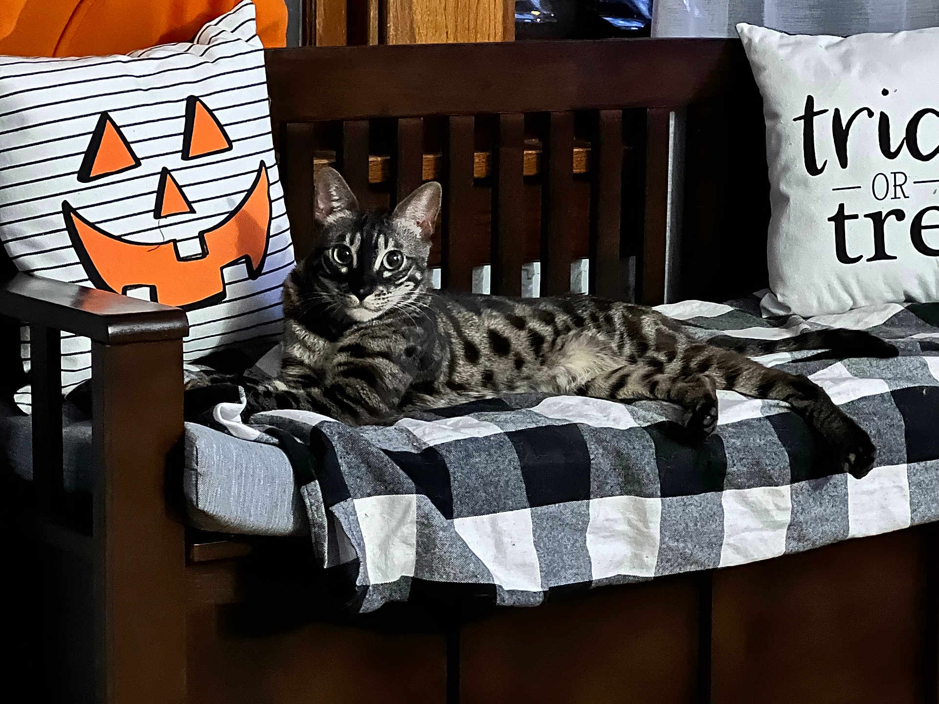 Dexter joined the competition — help win amazing prizes! cat, spotted_cat, bench, wooden_bench, blanket, checkered_blanket, pillow, jack_o_lantern_pillow, halloween, holiday_decor, indoor, furniture, resting_cat, striped_cat, tabby_cat, black_and_white, orange, cozy, relaxed, pets