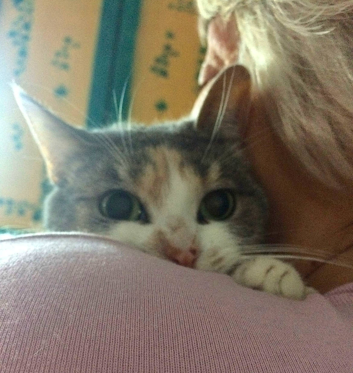 Shana a rejoint le concours — aidez-le/la à gagner de superbes lots ! carnivore, cat, claw, comfort, domestic_short_haired_cat, ear, felidae, fur, gesture, hair, nap, paw, small_to_medium_sized_cats, snout, whiskers, window