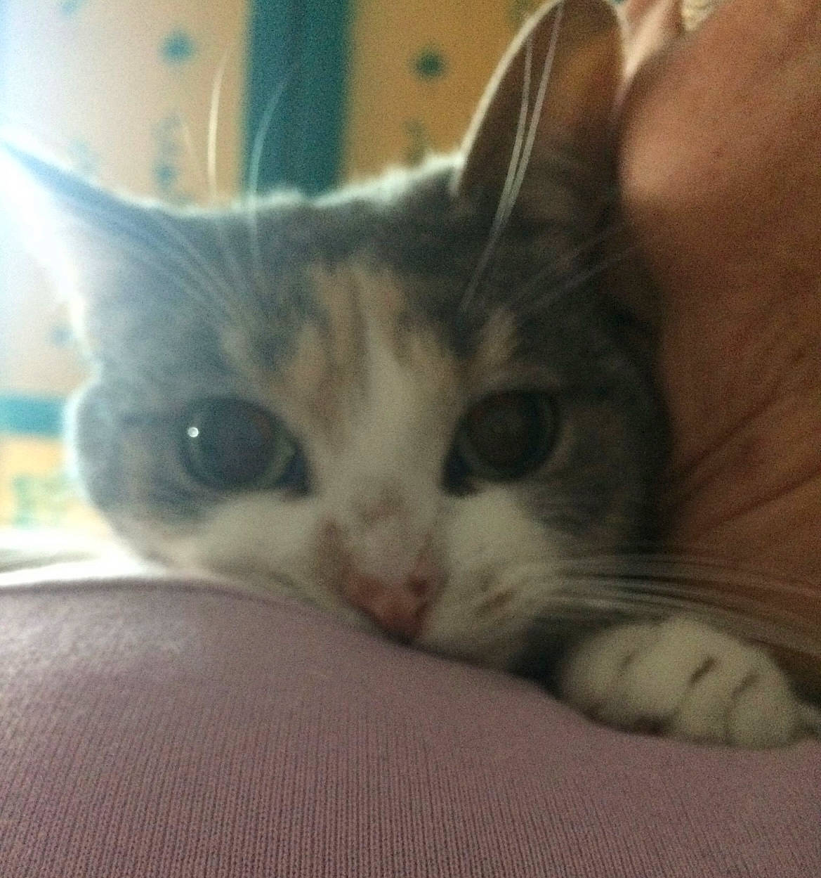 Shana participe au concours pour gagner de l'argent avec cette photo : carnivore, cat, cat_supply, claw, comfort, domestic_short_haired_cat, ear, felidae, fur, nap, paw, sky, small_to_medium_sized_cats, whiskers, window