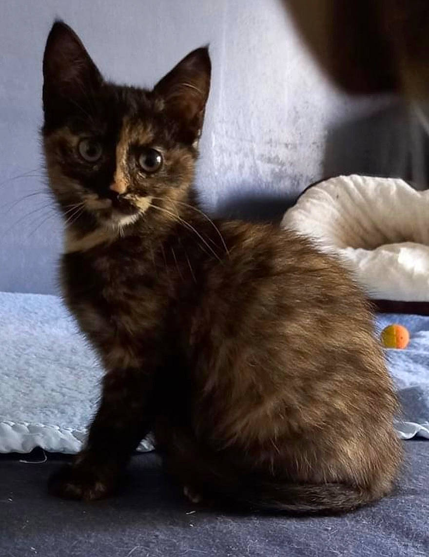 Shana a rejoint le concours — aidez-le/la à gagner de superbes lots ! carnivore, cat, cat_supply, claw, comfort, domestic_short_haired_cat, fawn, felidae, fur, paw, sitting, small_to_medium_sized_cats, snout, tail, terrestrial_animal, whiskers, window