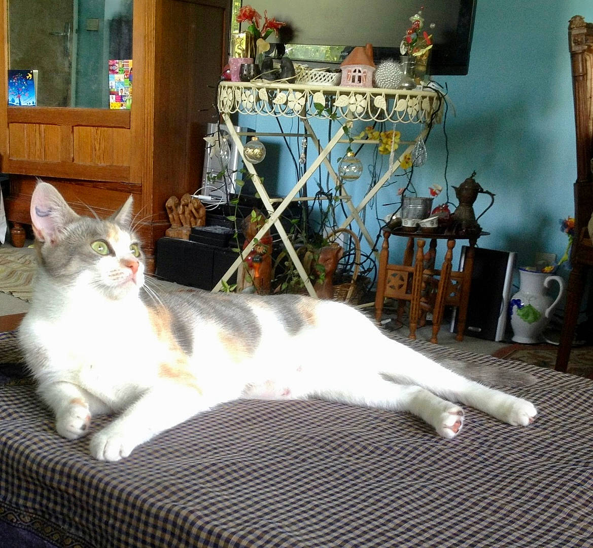 Shana participe au concours pour gagner de l'argent avec cette photo : carnivore, cat, chair, comfort, companion_dog, domestic_short_haired_cat, door, felidae, flooring, fur, hardwood, paw, picture_frame, room, sitting, small_to_medium_sized_cats, tail, whiskers, window, wood