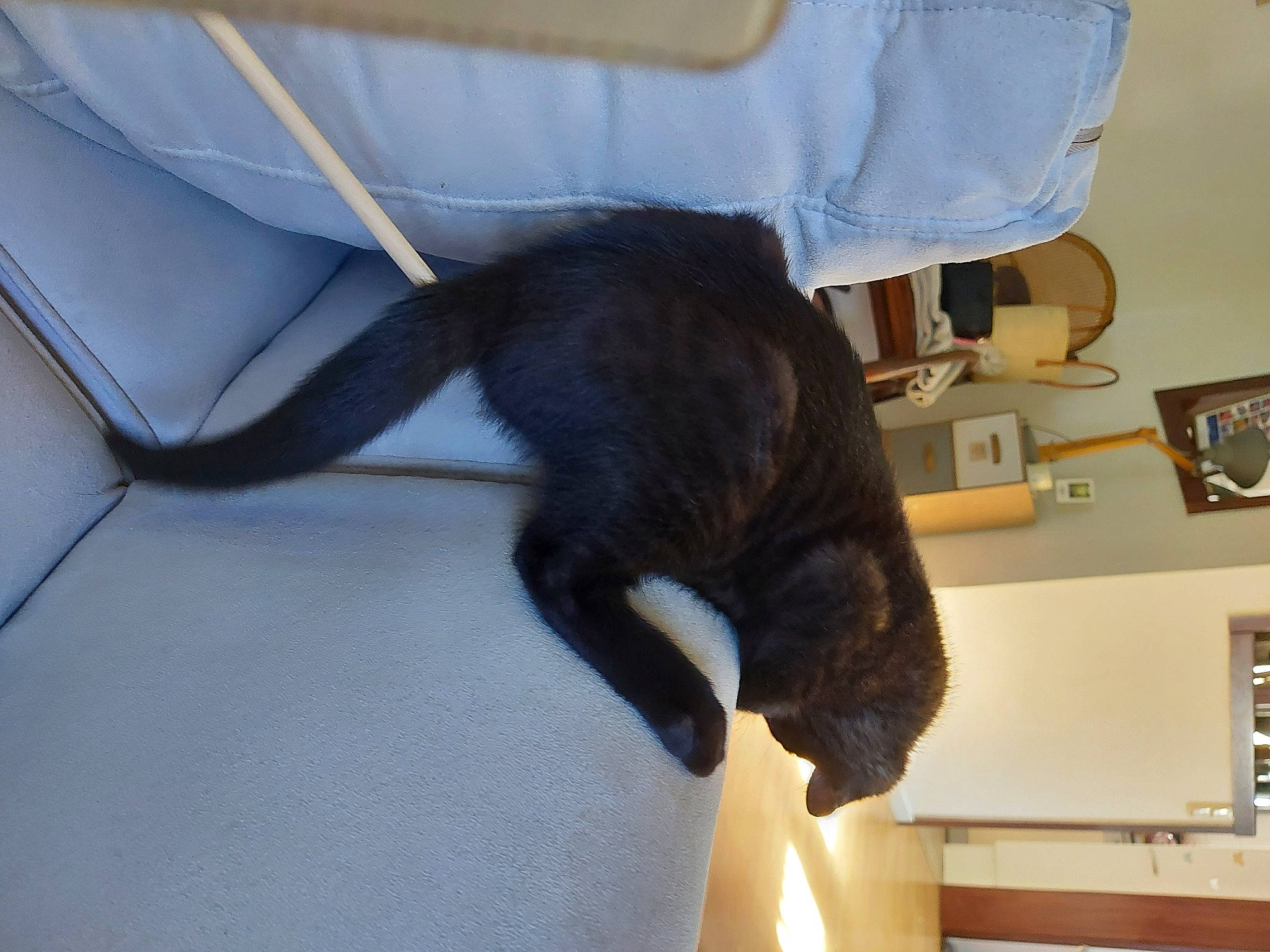 Odin a rejoint le concours — aidez-le/la à gagner de superbes lots ! bombay, carnivore, cat, claw, comfort, domestic_short_haired_cat, felidae, fur, human_leg, paw, room, small_to_medium_sized_cats, sporting_group, tail, whiskers