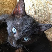 Lynx joined the competition — help win amazing prizes! black_kitten, blue_eyes, cat, close_up, pet, feline, young_animal, fur, whiskers, cute, curious, indoor, resting, texture, beige_background, animal_portrait, small_animal, soft_fur, alert, domestic_cat