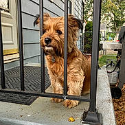 Stella is registered to the contest to win money with this photo: dog, porch, railing, concrete, house, blue_siding, outdoor, pet, fence, tree, grass, door, mat, collar, daylight, animal, sidewalk, backyard, metal, quiet
