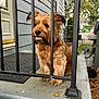 dog, porch, railing, concrete, house, blue_siding, outdoor, pet, fence, tree, grass, door, mat, collar, daylight, animal, sidewalk, backyard, metal, quiet