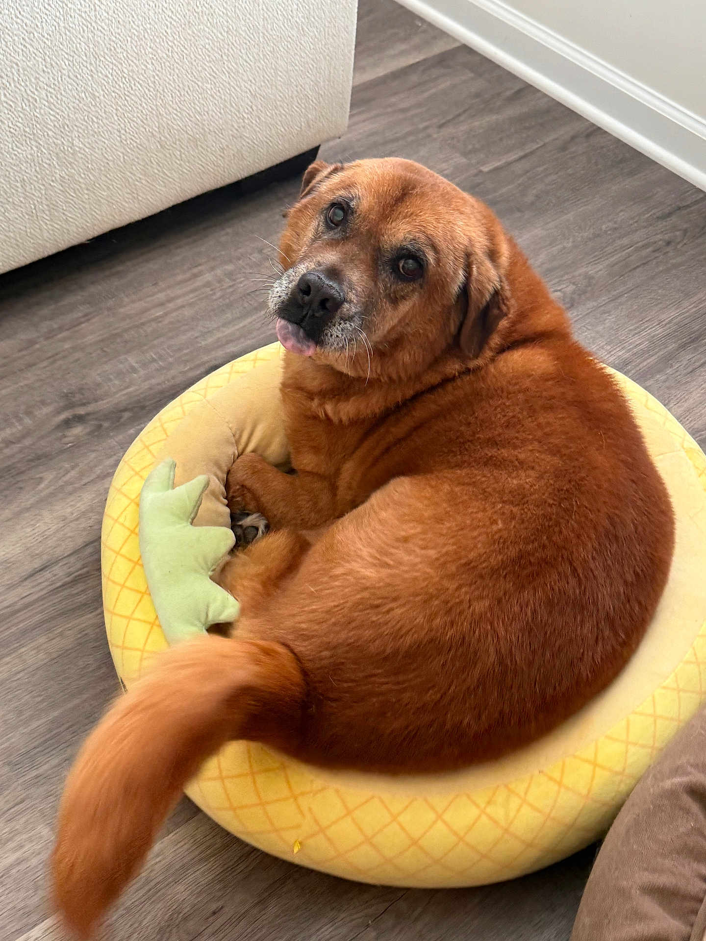 Barrett joined the competition — help win amazing prizes! dog, pet_bed, pineapple_pattern, wooden_floor, indoor, red_brown_fur, curled_up, tongue_out, looking_back, cozy, furniture, couch, home, cute, animal, companion, domestic_dog, relaxed, small_bed, floor