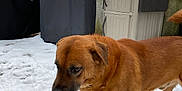Barrett is registered to the contest to win money with this photo: dog, brown_dog, snow, outdoor, backyard, grill, storage_box, winter, pet, animal, walking, fur, canine, cold, snow_covered, house_siding, daytime, nature, mammal, curious