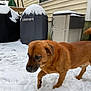 dog, brown_dog, snow, outdoor, backyard, grill, storage_box, winter, pet, animal, walking, fur, canine, cold, snow_covered, house_siding, daytime, nature, mammal, curious