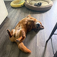 Barrett is registered to the contest to win money with this photo: dog, floor, dog_bed, pet_bed, pineapple_bed, indoor, wooden_floor, brown_dog, small_dog, relaxed, playful, pet, animal, cozy, home, furniture_leg, resting, cute, comfortable, living_room