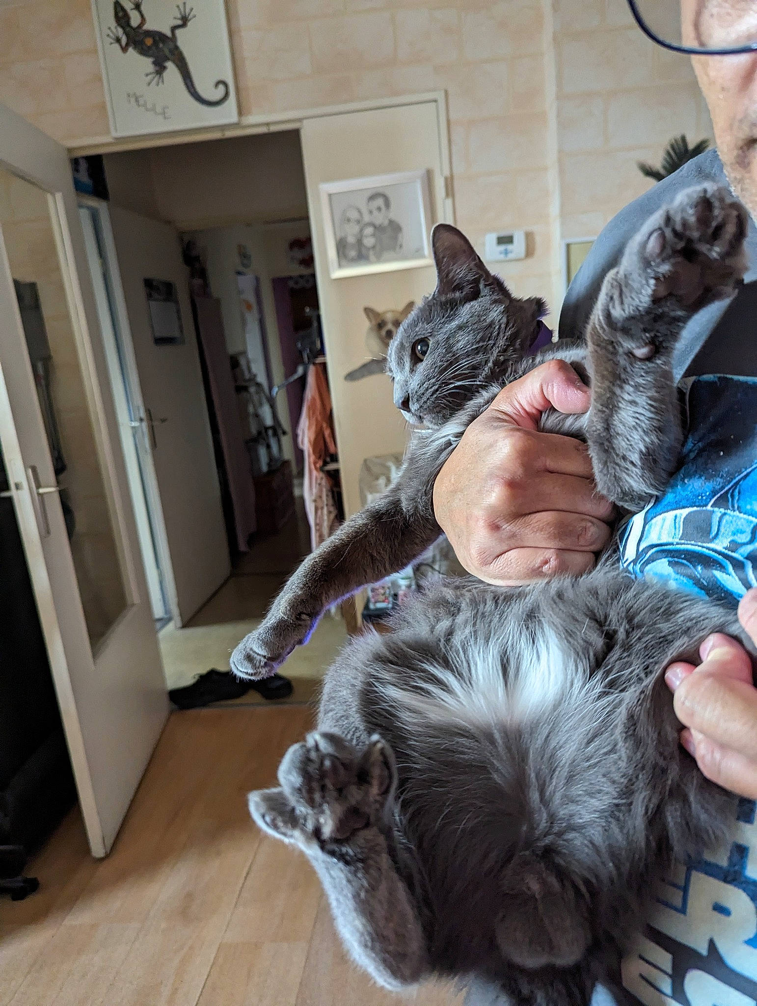 Grisou a rejoint le concours — aidez-le/la à gagner de superbes lots ! carnivore, cat, claw, comfort, companion_dog, domestic_short_haired_cat, door, felidae, flooring, fur, grey, hardwood, lap, paw, sitting, small_to_medium_sized_cats, snout, tail, whiskers, wood