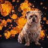 dog, canine, pet, sitting, portrait, scruffy, shaggy, wire_haired, brown_fur, tan_fur, floppy_ears, dark_background, orange_splashes, abstract_art, studio, dramatic_lighting, centered_subject, animal, four_legged, digital_art
