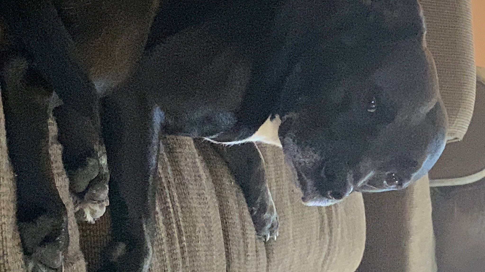 Ace is registered to the contest to win money with this photo: borador, canidae, carnivore, companion_dog, dog, dog_breed, electric_blue, fawn, fur, grey, guard_dog, non_sporting_group, retriever, snout, sporting_group, tail, terrestrial_animal, whiskers, working_animal, working_dog