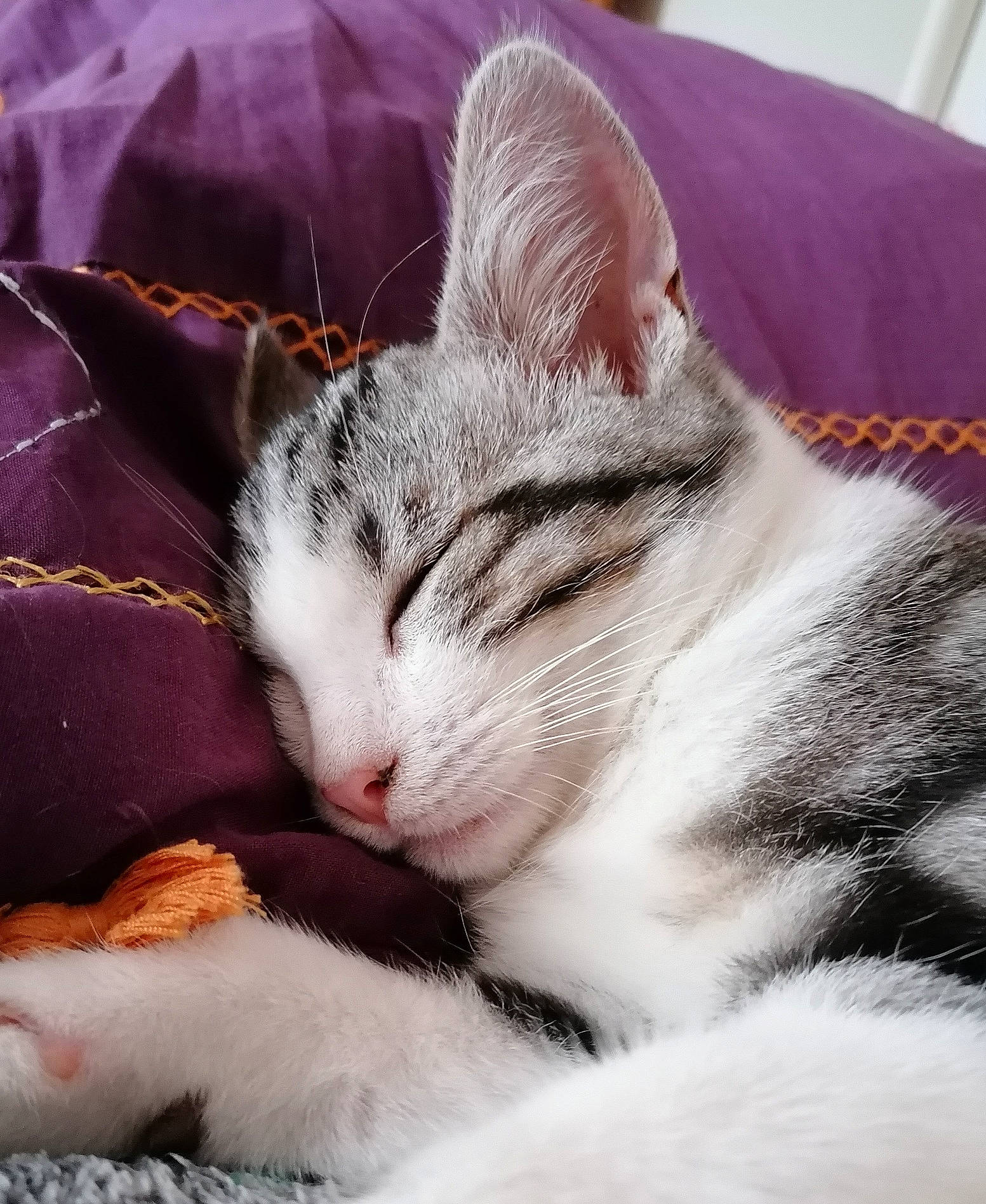 Kenobi a rejoint le concours — aidez-le/la à gagner de superbes lots ! carnivore, cat, claw, cloud, comfort, domestic_short_haired_cat, felidae, fur, linens, metal, nap, paw, sky, sleep, small_to_medium_sized_cats, snout, tail, whiskers