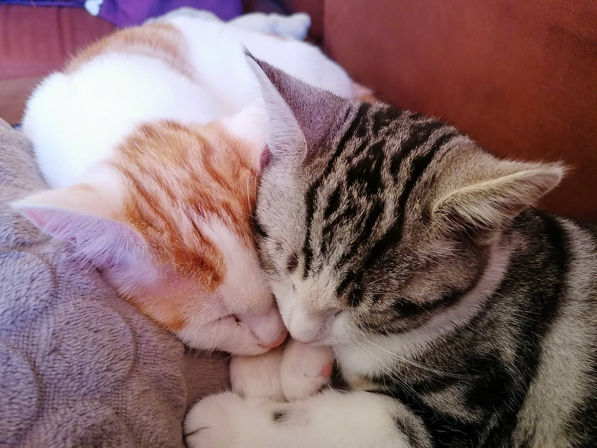 Kenobi a rejoint le concours — aidez-le/la à gagner de superbes lots ! carnivore, cat, claw, comfort, domestic_short_haired_cat, ear, felidae, fur, nap, paw, sleep, small_to_medium_sized_cats, snout, tail, whiskers