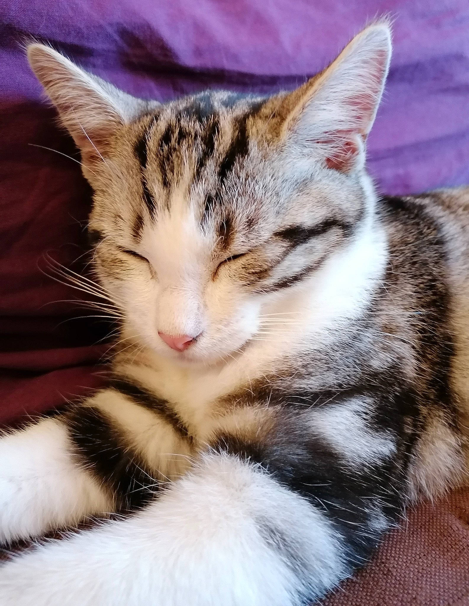 Kenobi a rejoint le concours — aidez-le/la à gagner de superbes lots ! carnivore, cat, claw, close_up, domestic_short_haired_cat, eye, fawn, felidae, fur, grass, head, paw, sleep, small_to_medium_sized_cats, snout, tail, tree, whiskers, wildlife, wood