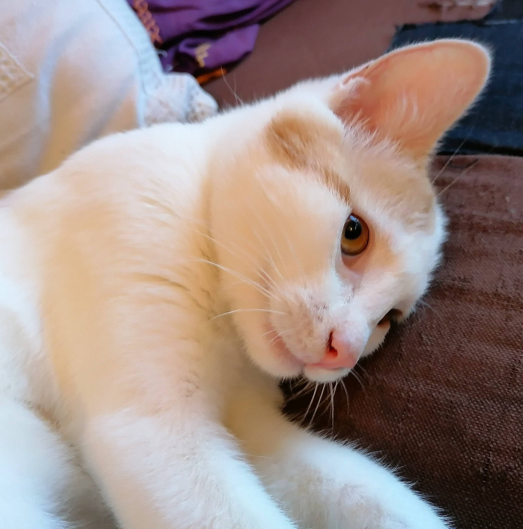 Obiwan a rejoint le concours — aidez-le/la à gagner de superbes lots ! carnivore, cat, claw, domestic_short_haired_cat, eye, fang, fawn, felidae, fur, head, paw, small_to_medium_sized_cats, snout, tail, whiskers