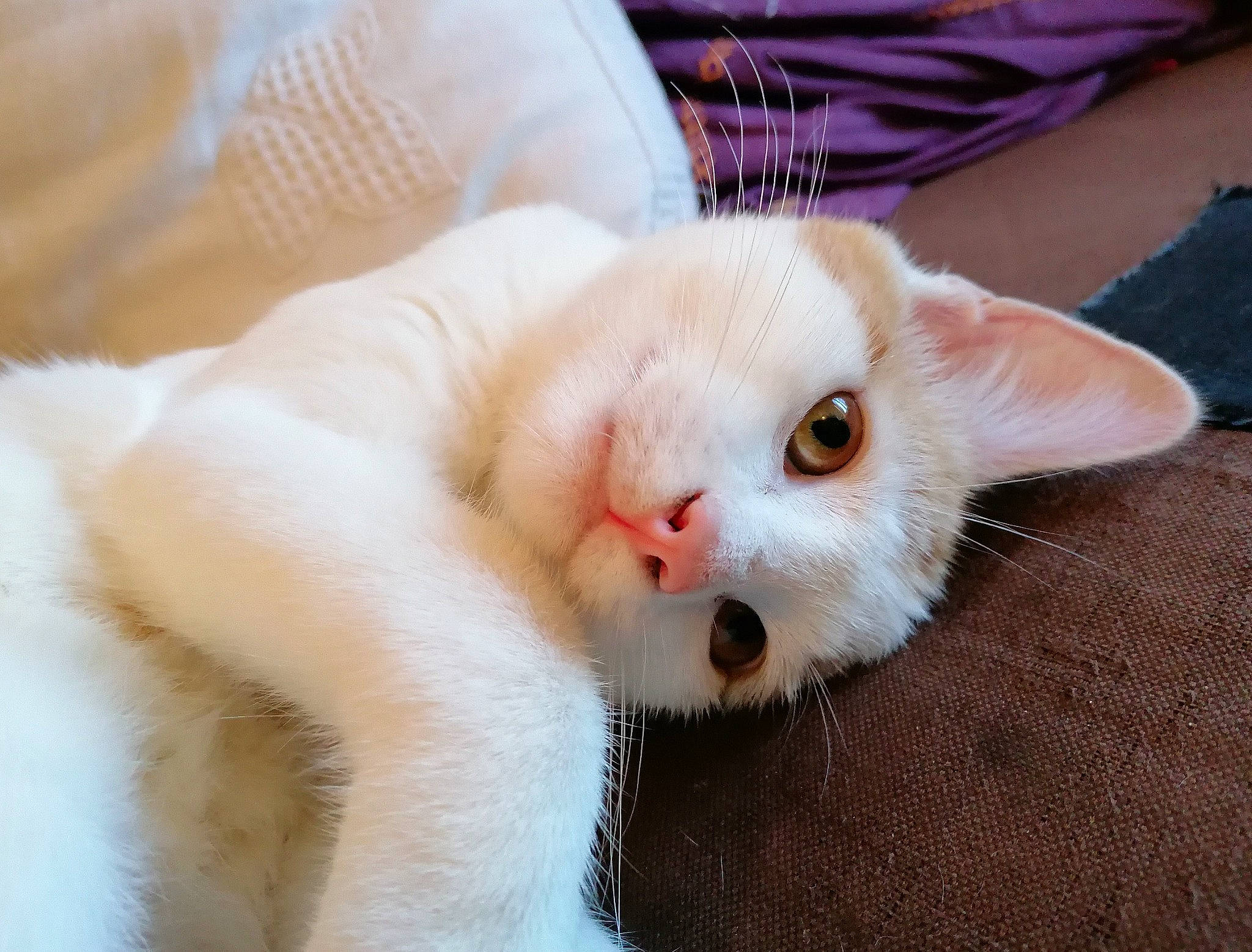 Obiwan a rejoint le concours — aidez-le/la à gagner de superbes lots ! carnivore, cat, cat_supply, claw, comfort, domestic_short_haired_cat, ear, eyelash, fang, fawn, felidae, fur, nail, paw, small_to_medium_sized_cats, snout, tail, whiskers