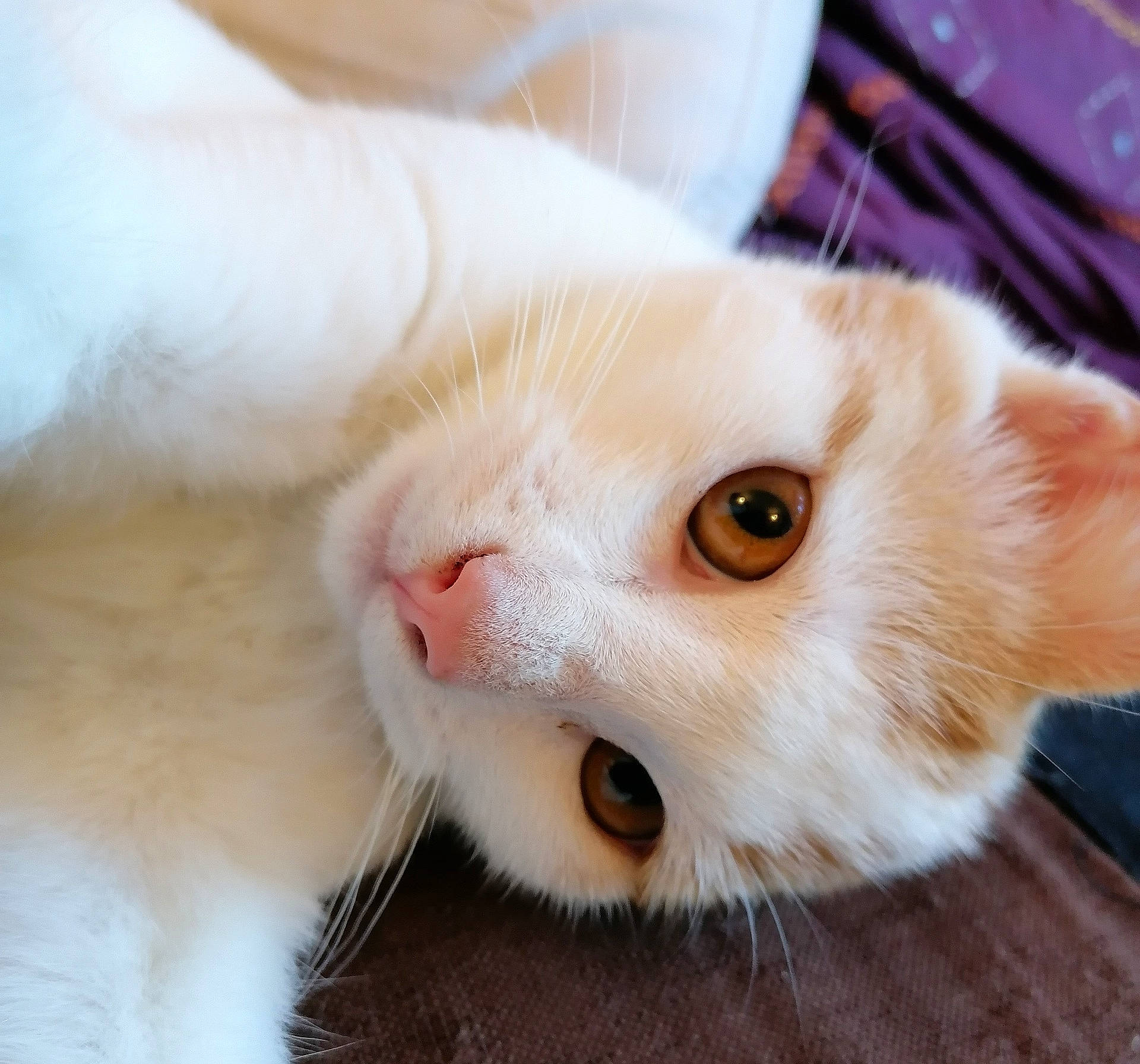 Obiwan a rejoint le concours — aidez-le/la à gagner de superbes lots ! carnivore, cat, domestic_short_haired_cat, eye, fawn, felidae, fur, iris, small_to_medium_sized_cats, snout, whiskers