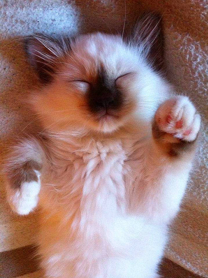 Lilly a rejoint le concours — aidez-le/la à gagner de superbes lots ! birman, carnivore, cat, domestic_long_haired_cat, fawn, felidae, fur, kitten, mammal, ragamuffin, ragdoll, small_to_medium_sized_cats, snout, whiskers