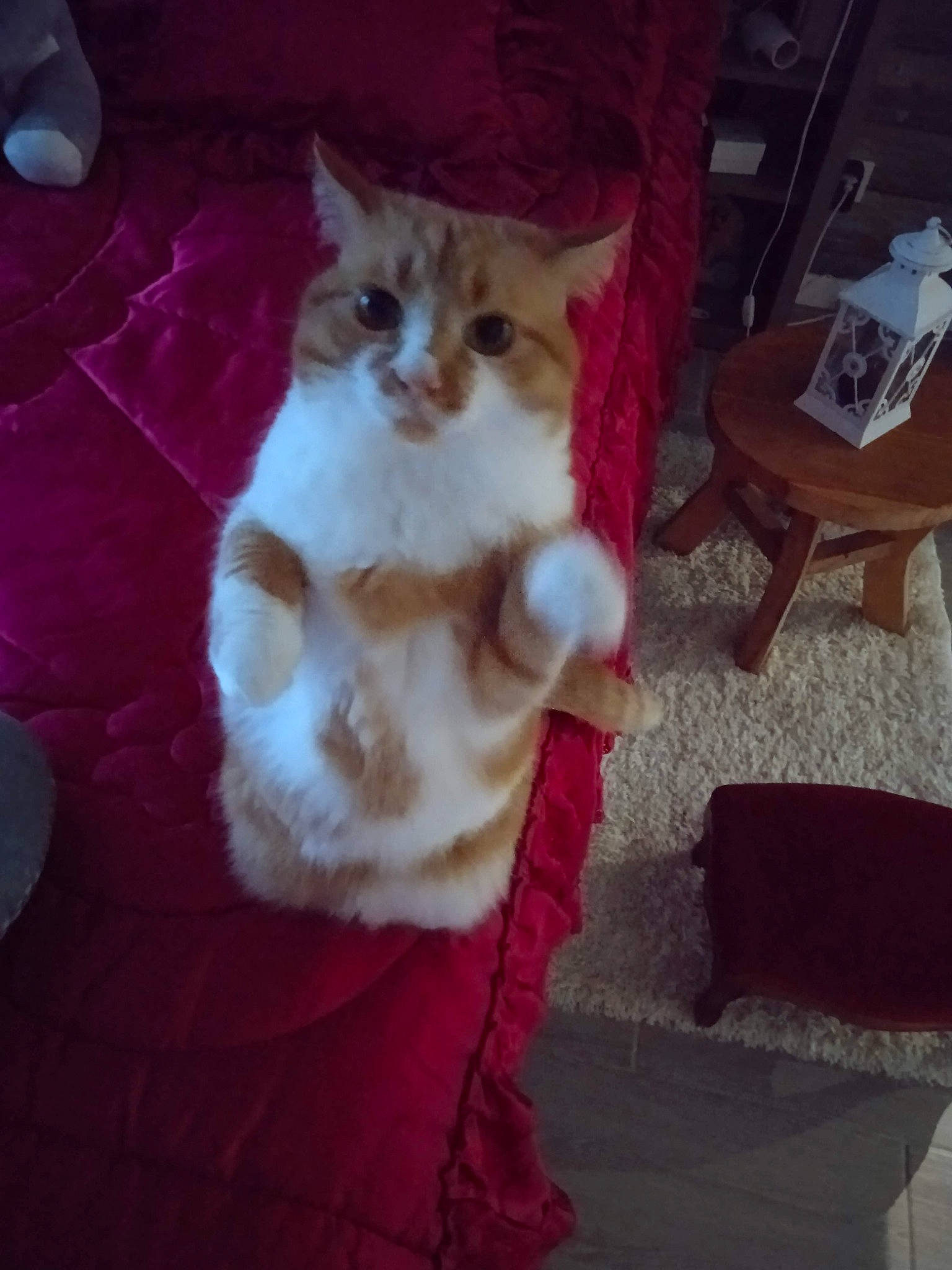 Zora a rejoint le concours — aidez-le/la à gagner de superbes lots ! canidae, carnivore, cat, claw, comfort, companion_dog, domestic_short_haired_cat, fawn, felidae, flooring, fur, hardwood, lap, paw, sitting, small_to_medium_sized_cats, snout, tail, whiskers, wood